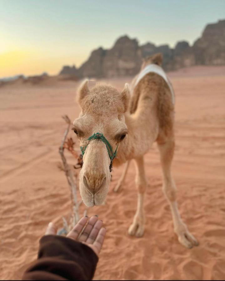 Wadi Rum Desert Camp Dış mekan fotoğraf